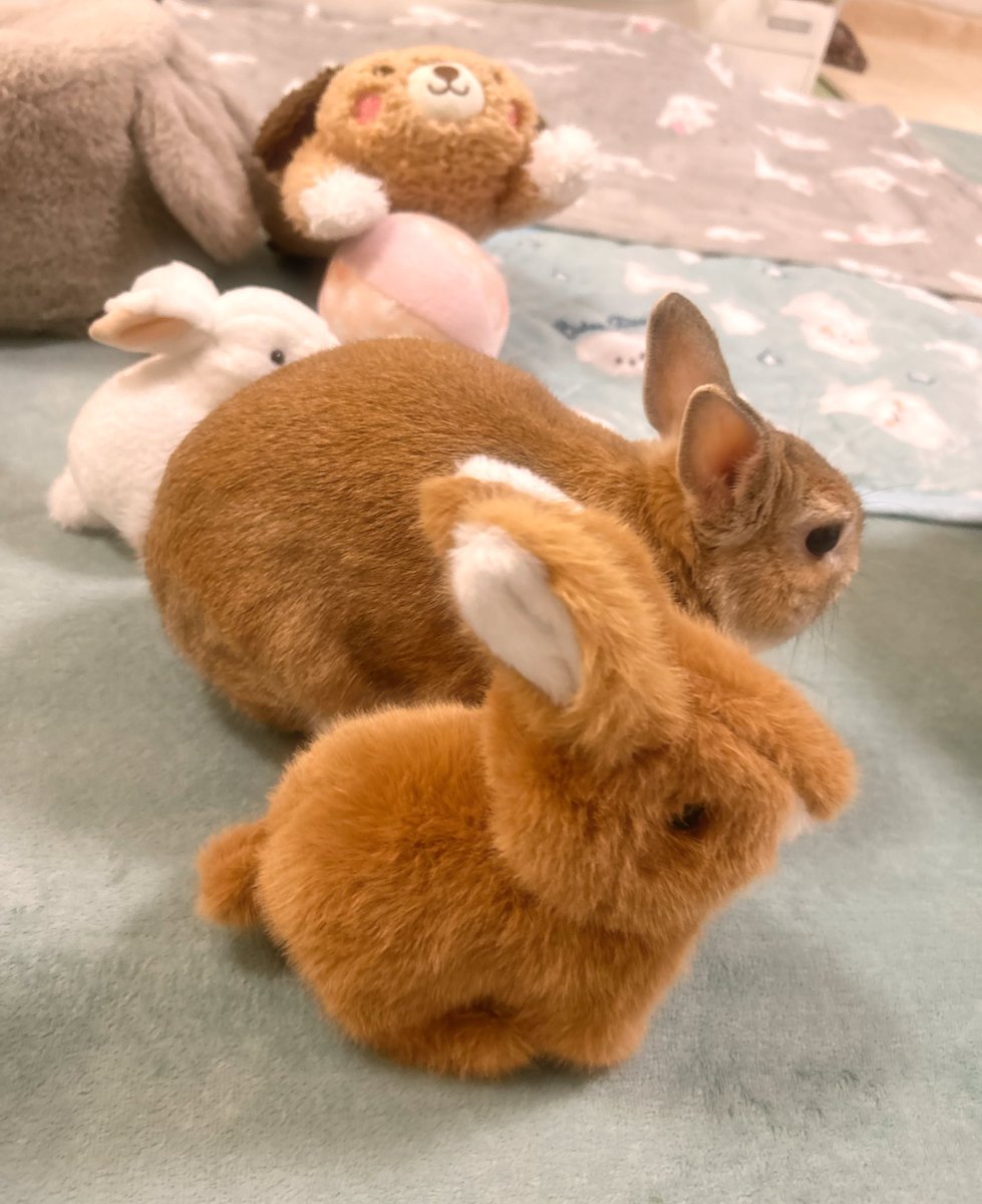 🐰🐶🐰いちについて〜

🐾よーいドン！≡(ง ᐛ )ว

🐰2月もげんきいっぱい
            ガンバる〜❤️‍🔥🧡💛
#うさぎ
#うさぎのいる暮らし