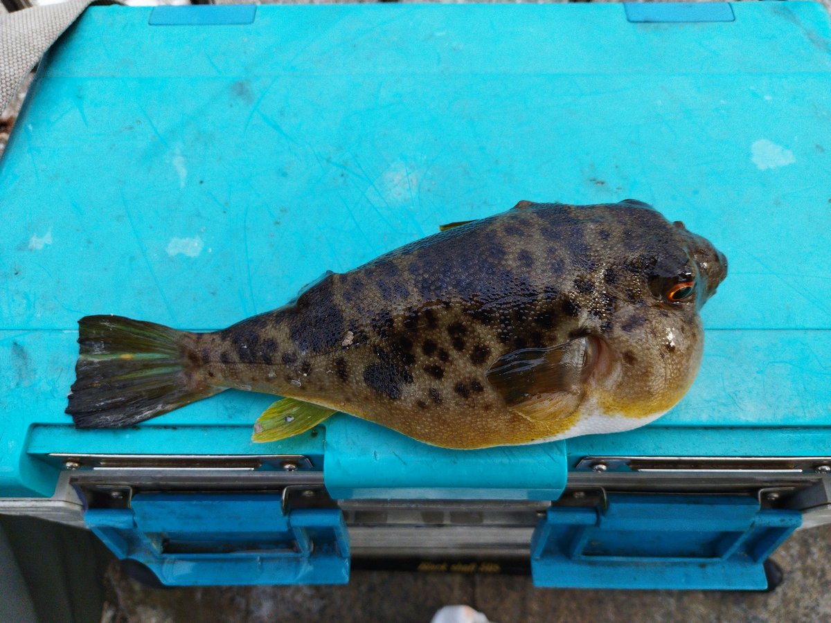 grasskobe's tweet photo. 寒波ですが、兄と翼港へエビ撒き釣り🎣さすがに釣り人少ない！小魚も見えない。フグとアナハゼのみ！夕方から何とかガシラが釣れボウズ回避！昼過ぎから釣り人多数！#ヤフオク#淡路島釣り#ラルフ#アバクロ#翼港＃ガシラ https://t.co/C7ahEuNQWm