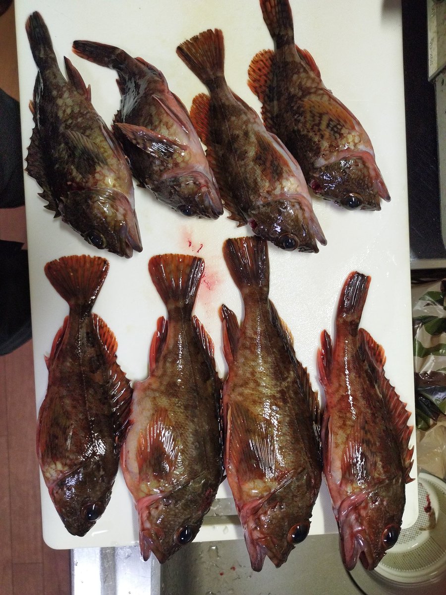 grasskobe's tweet photo. 寒波ですが、兄と翼港へエビ撒き釣り🎣さすがに釣り人少ない！小魚も見えない。フグとアナハゼのみ！夕方から何とかガシラが釣れボウズ回避！昼過ぎから釣り人多数！#ヤフオク#淡路島釣り#ラルフ#アバクロ#翼港＃ガシラ https://t.co/C7ahEuNQWm
