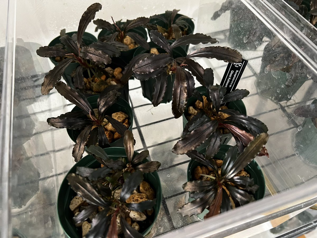 ﾌﾞｾﾌｧﾗﾝﾄﾞﾗ