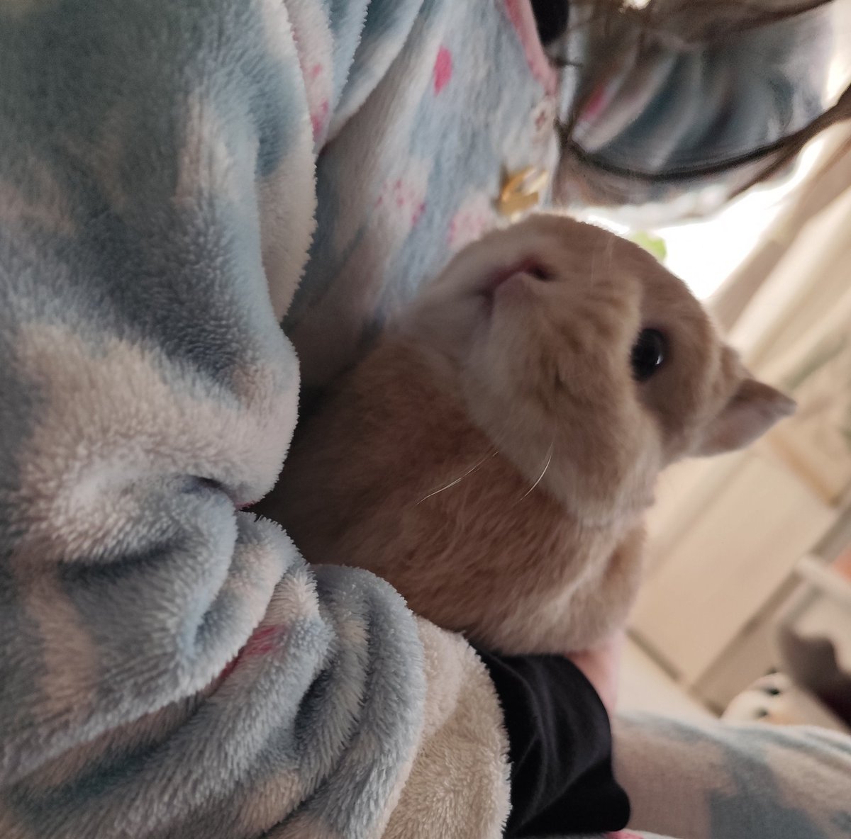 娘に抱っこされるのは久しぶりなこっぺ😊