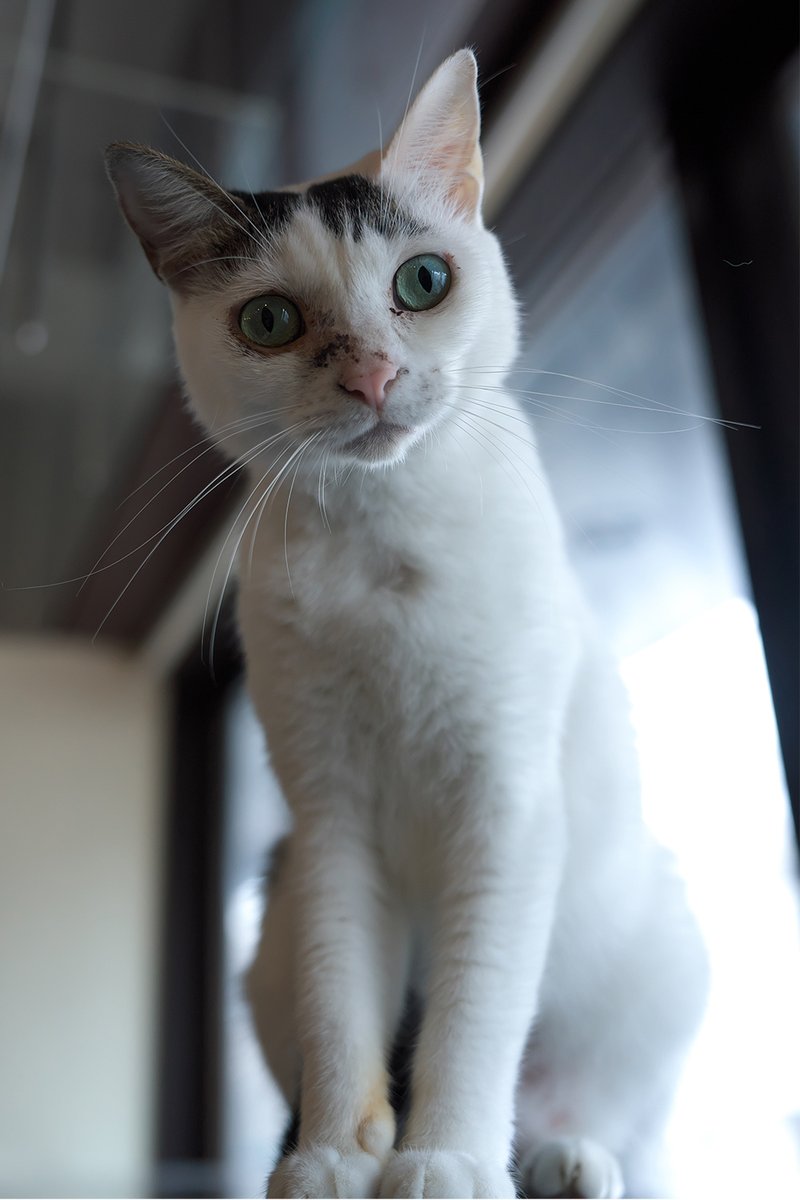 おめでとう！

#ミーシス #miysis #卒業猫