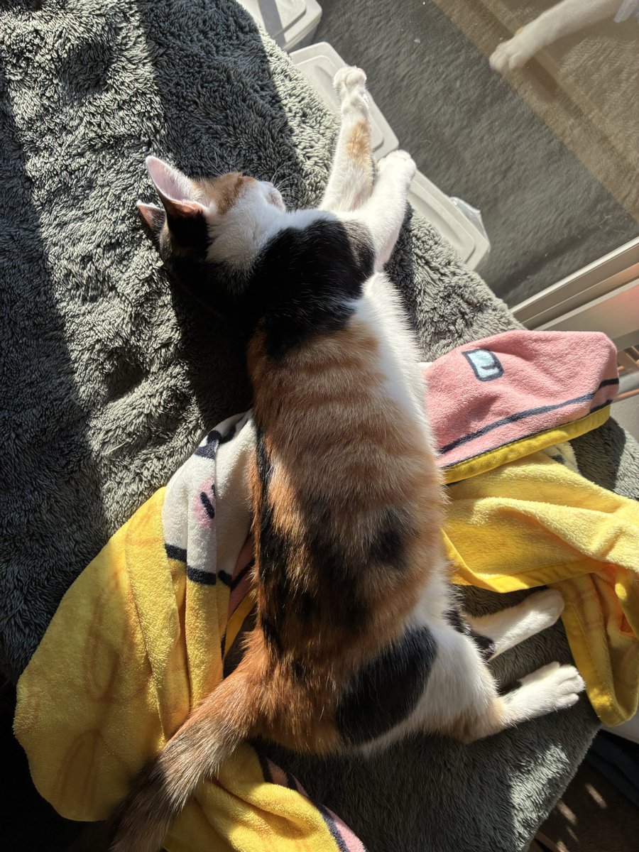 beerboy1984's tweet photo. 天日干し。
からのちょっと伸び。

#三毛猫
#リラックス https://t.co/E7qrbjmFRT