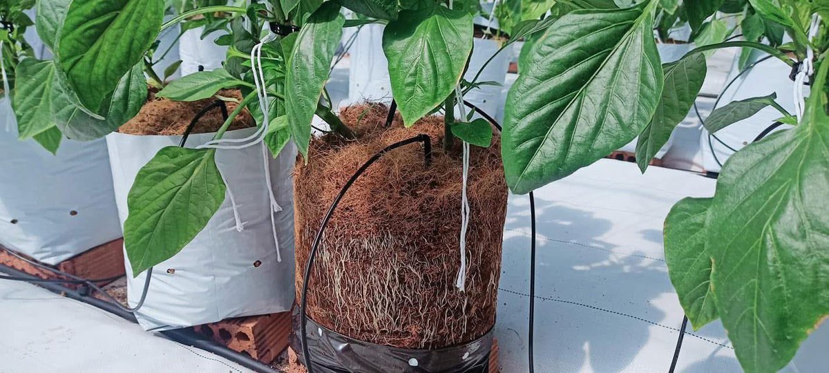 Phi Long | Louis tweet media