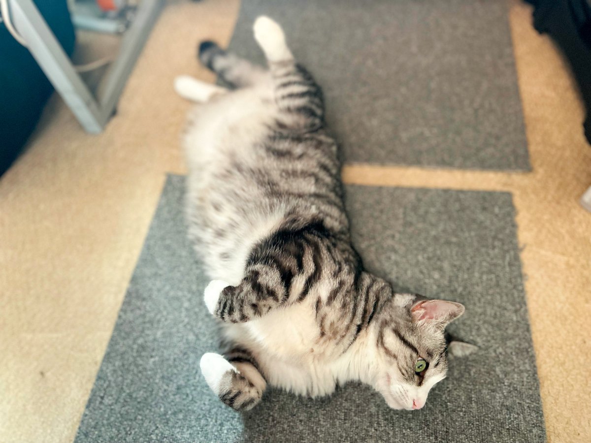 MiAzShiIz's tweet photo. 日曜だからゴロゴロするニャン😽

#保護猫 https://t.co/AfrovrhCQz