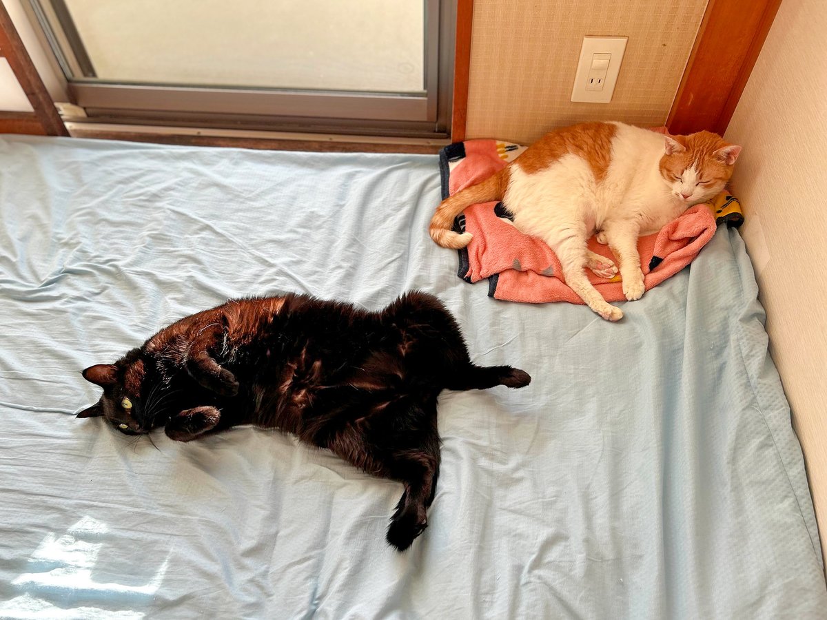 MiAzShiIz's tweet photo. 日曜だからゴロゴロするニャン😽

#保護猫 https://t.co/AfrovrhCQz