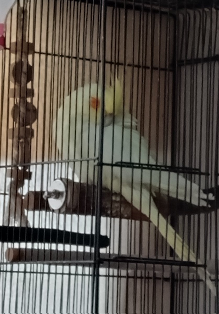 さっきららに
レイキ送ろうか？と聞いた途端
それまでおやつちょうだいーーーとケージの前側を左右に走ってたららが
ぴたっと動きを止め　急いで止まり木まで登り
「準備出来たよ♪」と言わんばかりの顔をしててちょっと笑った
そして
レイキを送り始めるとスヤスヤと寝始めた
送り終わっても寝てた(笑