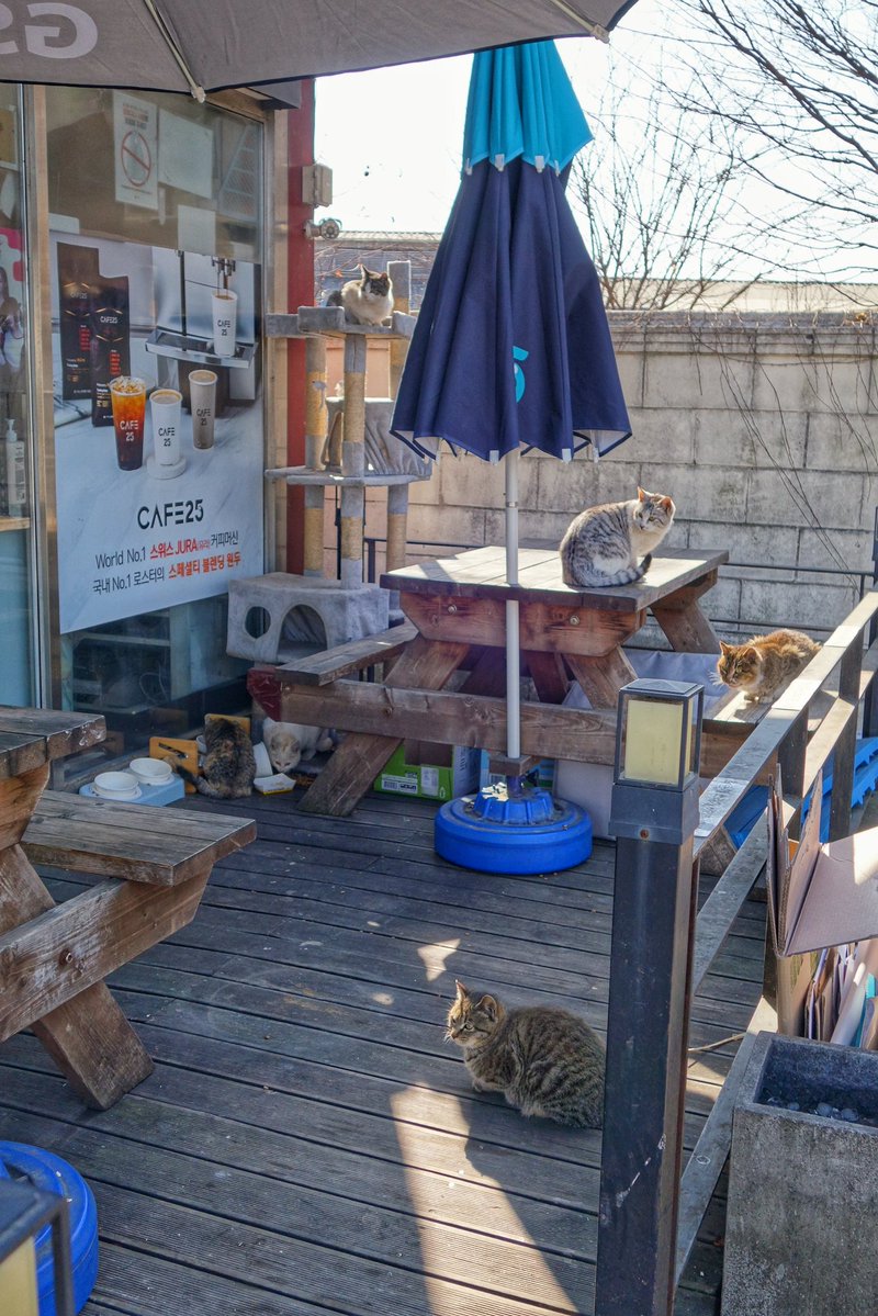 고양이가 많은 편의점