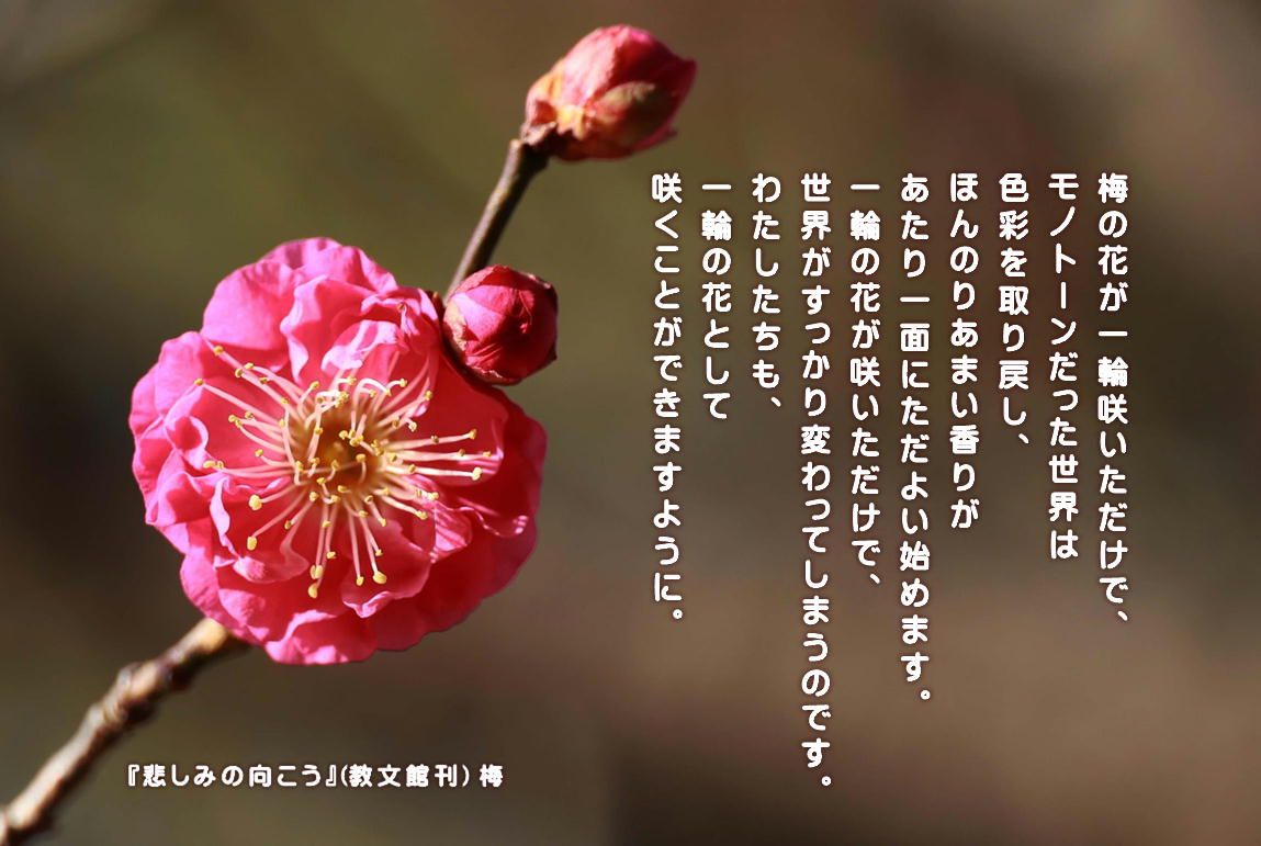 梅の花が一輪咲いただけで、 モノトーンだった世界は 色彩を取り戻し