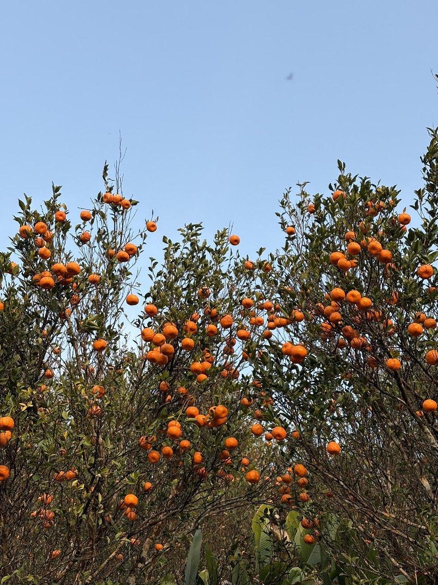 Orange orchard, Rusoma village Nagaland. 

#rusoma #Orange #farm #Nagaland #nagalandtourism