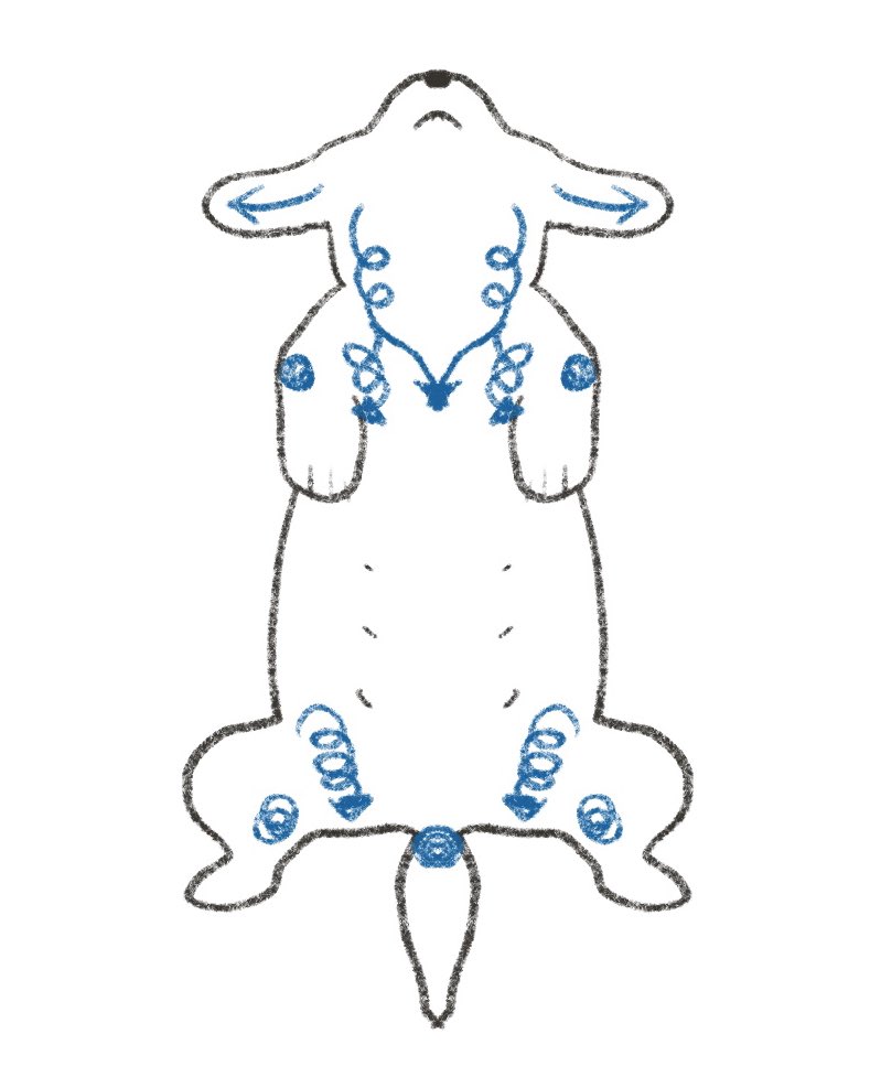 제가 몇년전에 슬쩍 독마사지 찍먹했었는데 사람이랑 비슷해여. 림프절따라서 살살 풀어주며 마사지해주면 됩니다 ㅎㅎㅎ 꼬리 윗쪽은 하루중에 어쩌면 제일 많이 쓰는 근육(귀야워…)이라 잘 풀어주세요.