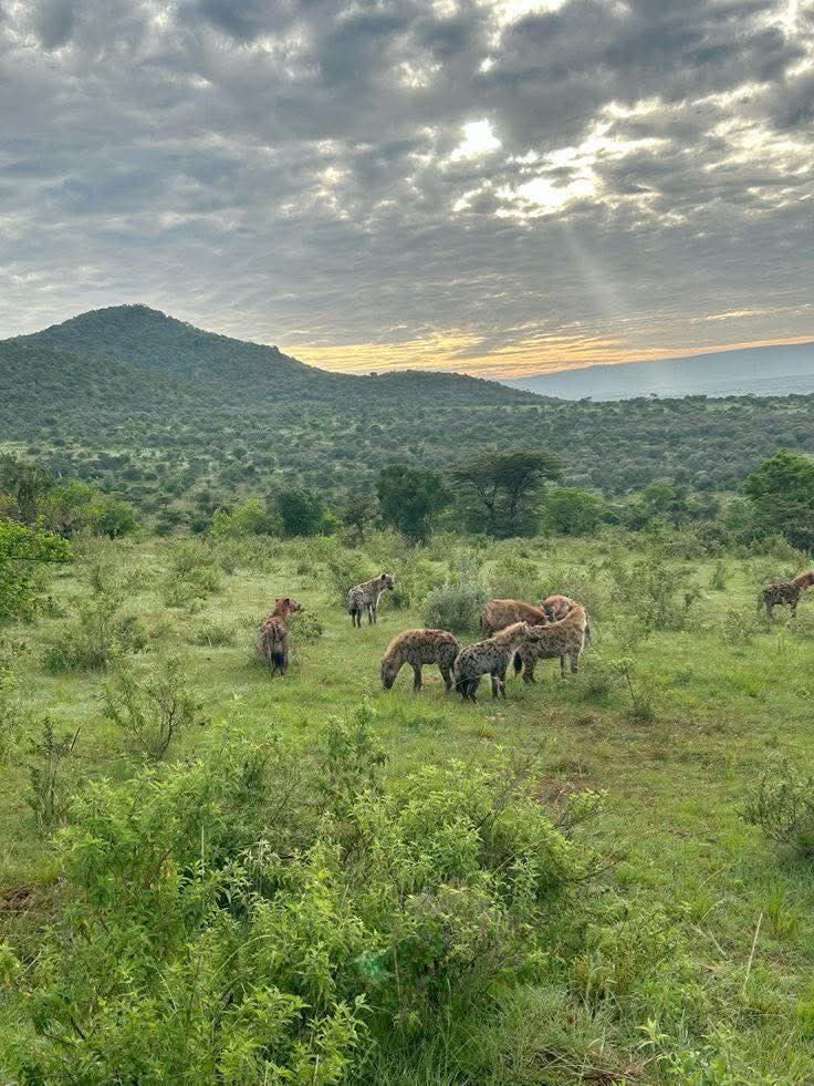 Bonjour les enfants du Kivu et leurs amis ? Que Dieu Bénisse les Lions de Sarambwe et Amadubu🇨🇩💖
