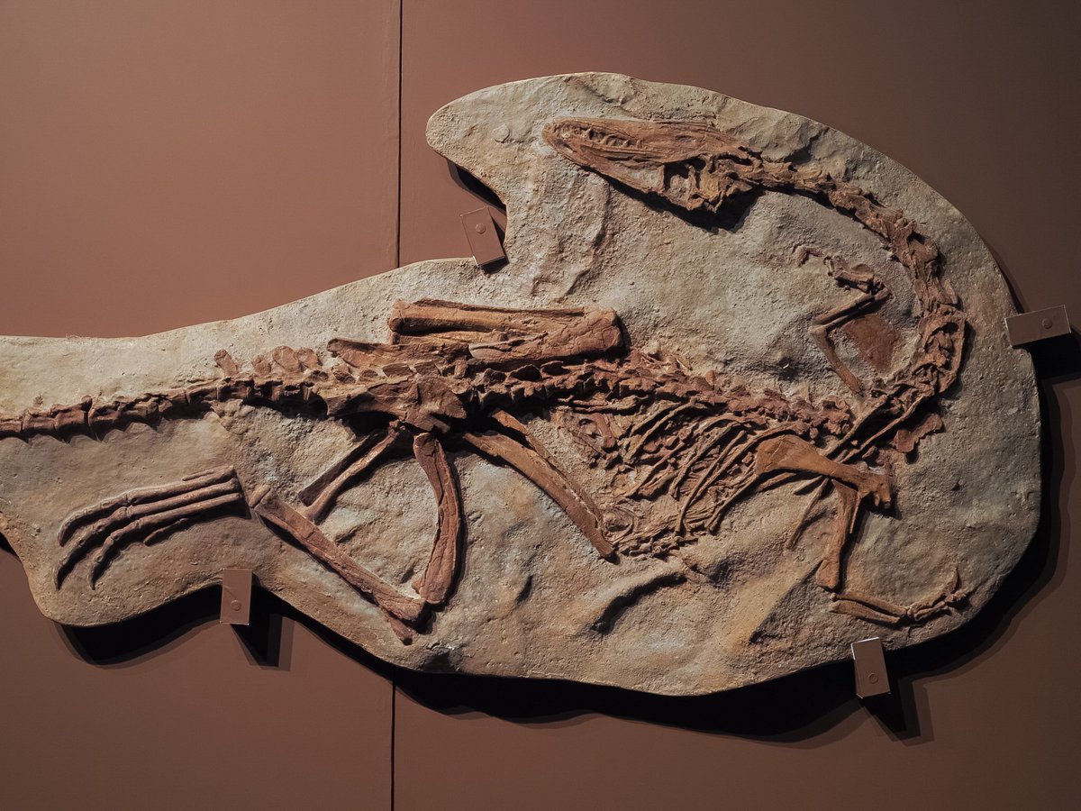 Asa (@Asa_dinoclub414) / Posts / X