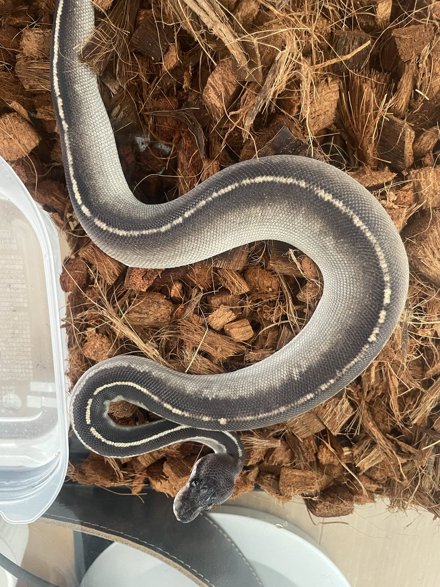 Dxxth Adder tweet media