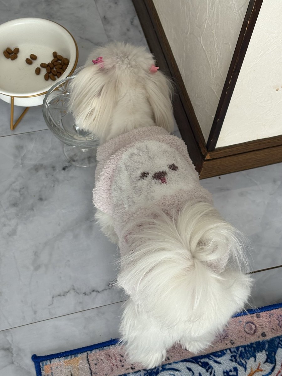 ましゅー🌸マルチーズ🌸 (@ej32_s) / Posts / X