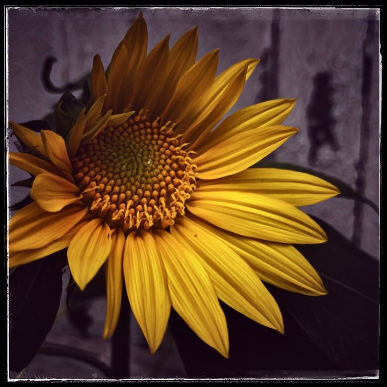MicRic290's tweet photo. |🇨🇦 Happy Sunday ☀️ Bon Dimanche
"Sunflowers end up facing the sun, but they go through a lot of dirt to find their way there." ~J.R. Rim
🌻 « Tourne-toi vers le soleil, l'ombre sera derrière toi. » (Proverbe Maori)
#YellowSunday #SundayMagic #SundaySharing #sundaymotivation https://t.co/AivUxrCfBQ