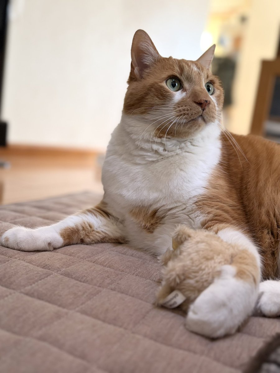 さっきやっとおかあさんが帰って来たよ♪

ボクが持ってるマスコットはおねえちゃんからのプレゼントにゃよ♡

昨日発売の #ポメラニアンもちぶるぶるマスコット　ガチャできなこが被ったからひとつくれるんだってﾆｬ😹

ガブガブしたり遊んでるにゃ🎵

＊ちょい疲れたのでリプ欄閉じますね🥹