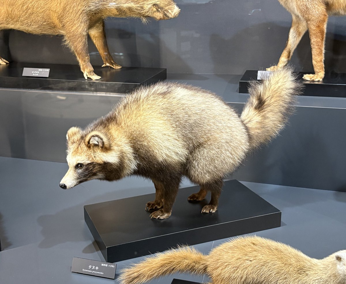 RT @nokogara: いやタヌキも踏ん張り剥製なの合わせてるでしょ