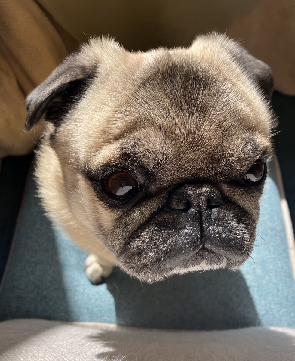 ハハ、そろそろおやつにしませんか✨🐶 #パグ #pug