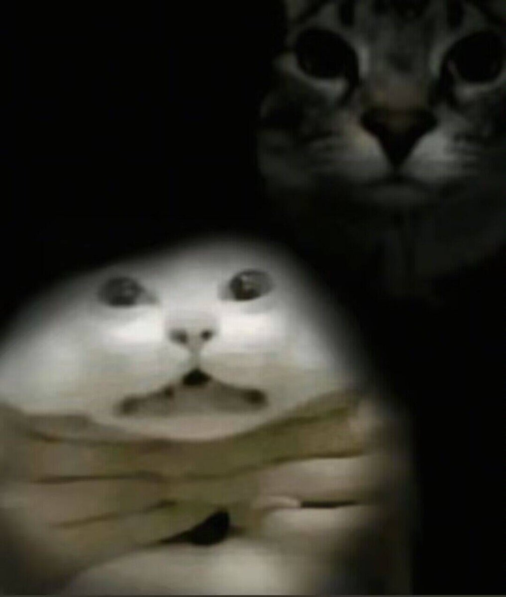 蘑茹茹🍄 tweet media