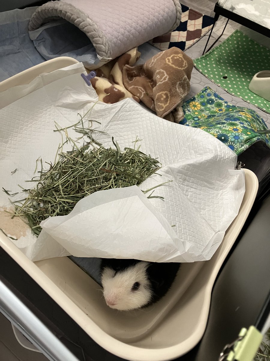 _mortissimo's tweet image. せっかくトンネルを差し上げたのに別のトンネル作ったモル（やめて）