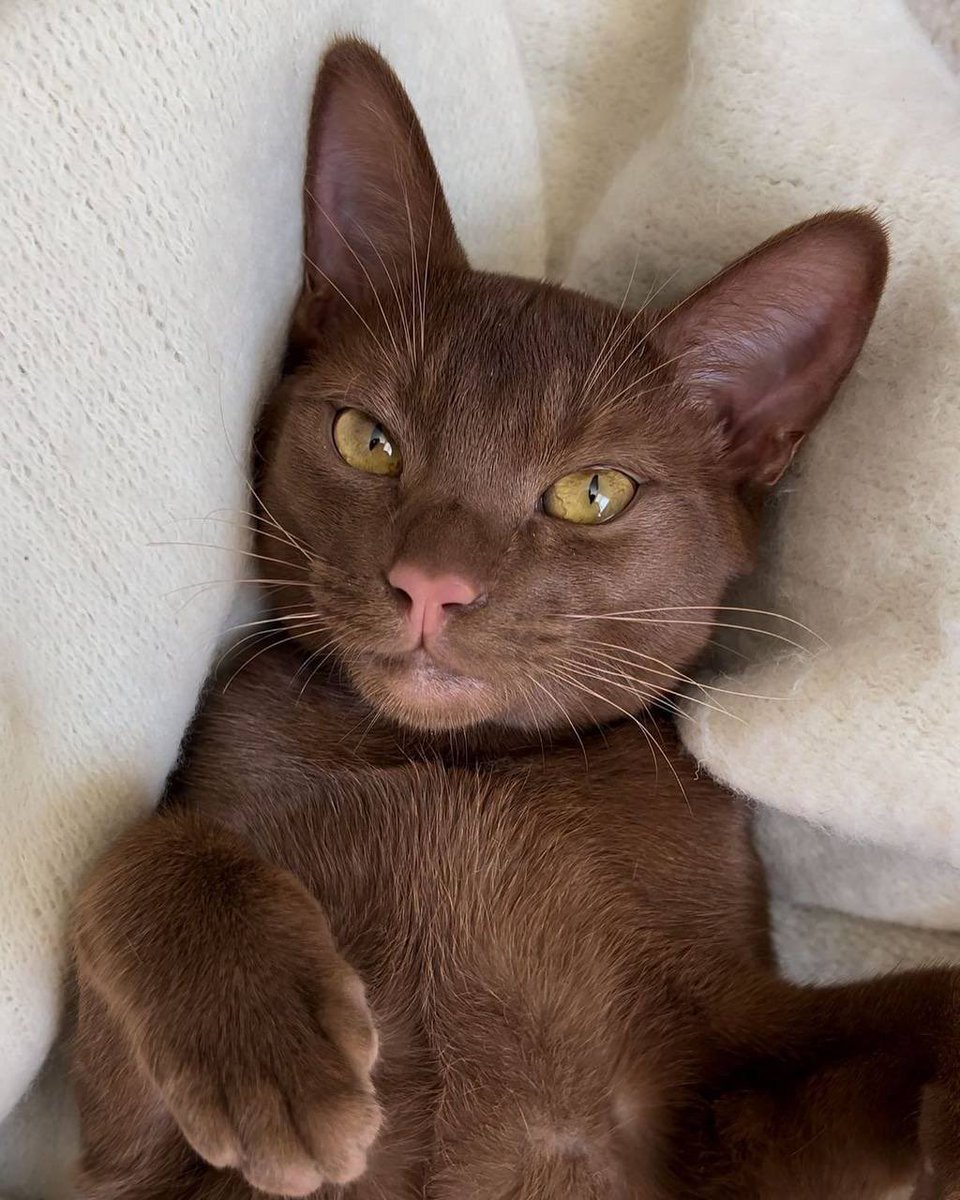 UFPERPG's tweet photo. ⠀⠀⠀
   ⠀⠀⠀🐾 ২ 𝐆𝐀𝐓𝐎 𝐌𝐀𝐂𝐇𝐎 !

𝐏ersonαlıdαde: cαlmo, sensı́vel e extremαmente αtento αos detαlhes. Prefere observαr αntes de αgır e demonstrα cαrınho de formα suαve e constαnte. https://t.co/utD9MmSpha