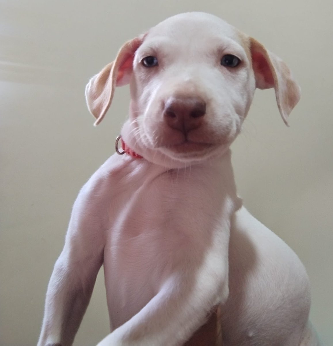 Lindas cachorritas en busca de un hogar donde ser amadas ! Fueron abandonadas junto. Su mamita recién parida han estado en resguardo temporal y ya están listas para un hogar 🏠 Te animas? Lee los requisitos de adopción y llena el formulario 

💡 RECOMENDACIÓN: Esta nueva vida
