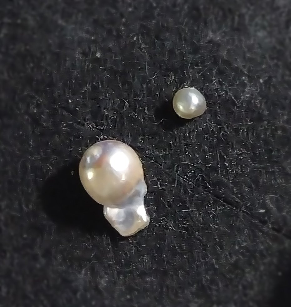 アクアワールド大洗水族館⚪️💍✨真珠取り出し体験 (@pearl_oarai