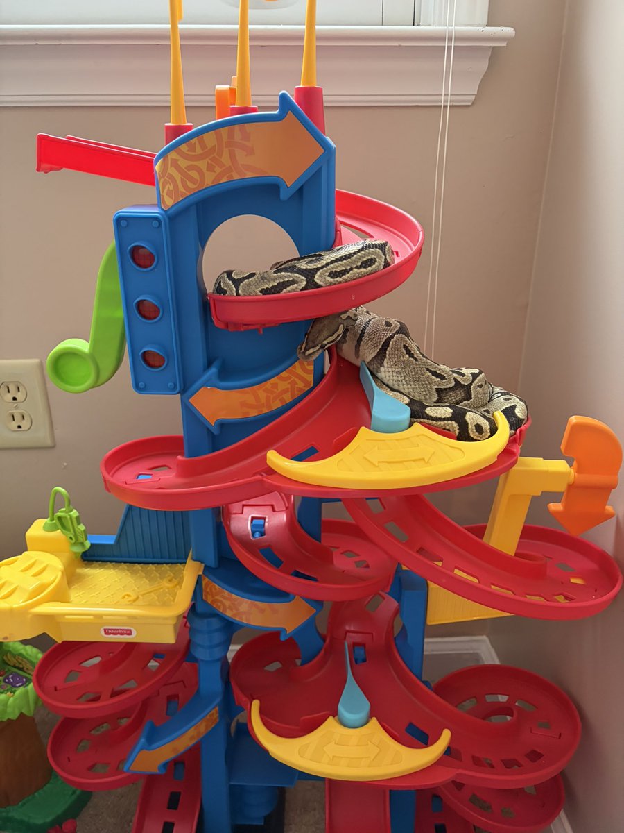 My snake got out and was missing for a day. Found him like this like 30 hours later