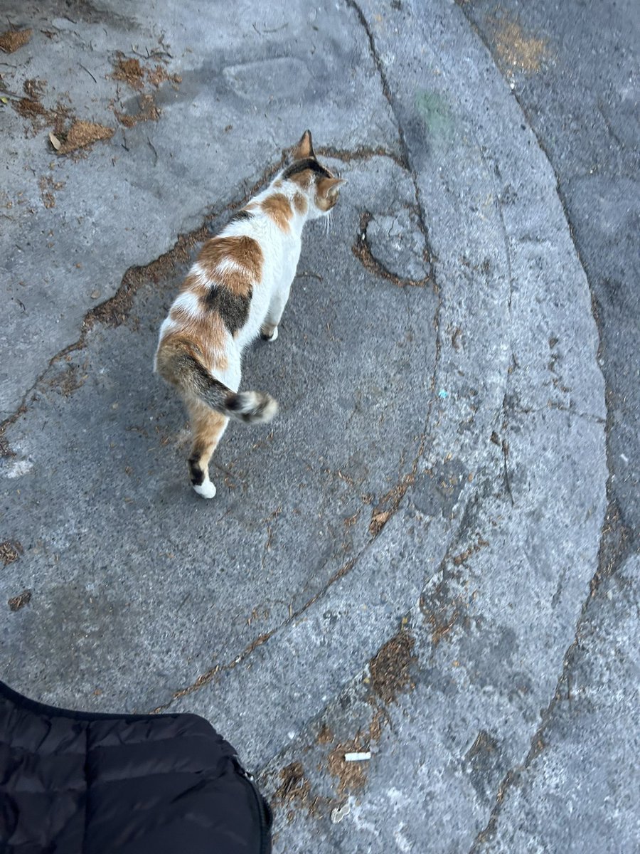 No o sea acabo de ver el gato más hermoso del mundo jajaaj se dejaba acariciar y todo el gato menos mamón lo quiero espero cuando vuelva a casa siga