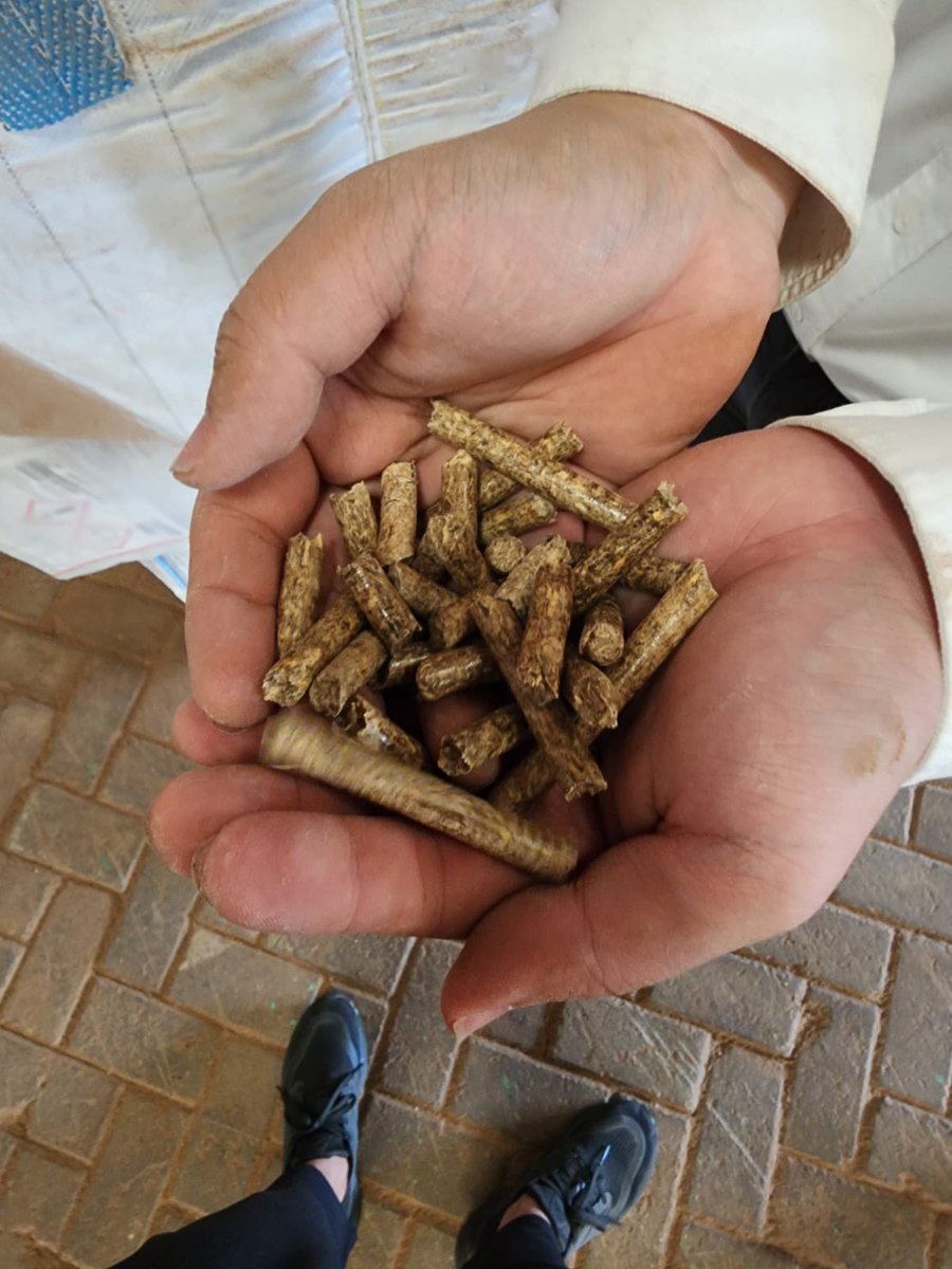 Weeknd kemarin sblm balik Bekasi nyempetin main ke pabrik wood pellet.

Ya lagi2 ini soal green business. Krn source bahan bakunya diambil dr kayu2 tebangan dr dinas2 pertamanan kota, sisa2 panen di kebun2, kayu penjarangan dan sampah2 kayu lain.

Pellet kayu ini punya gar yg