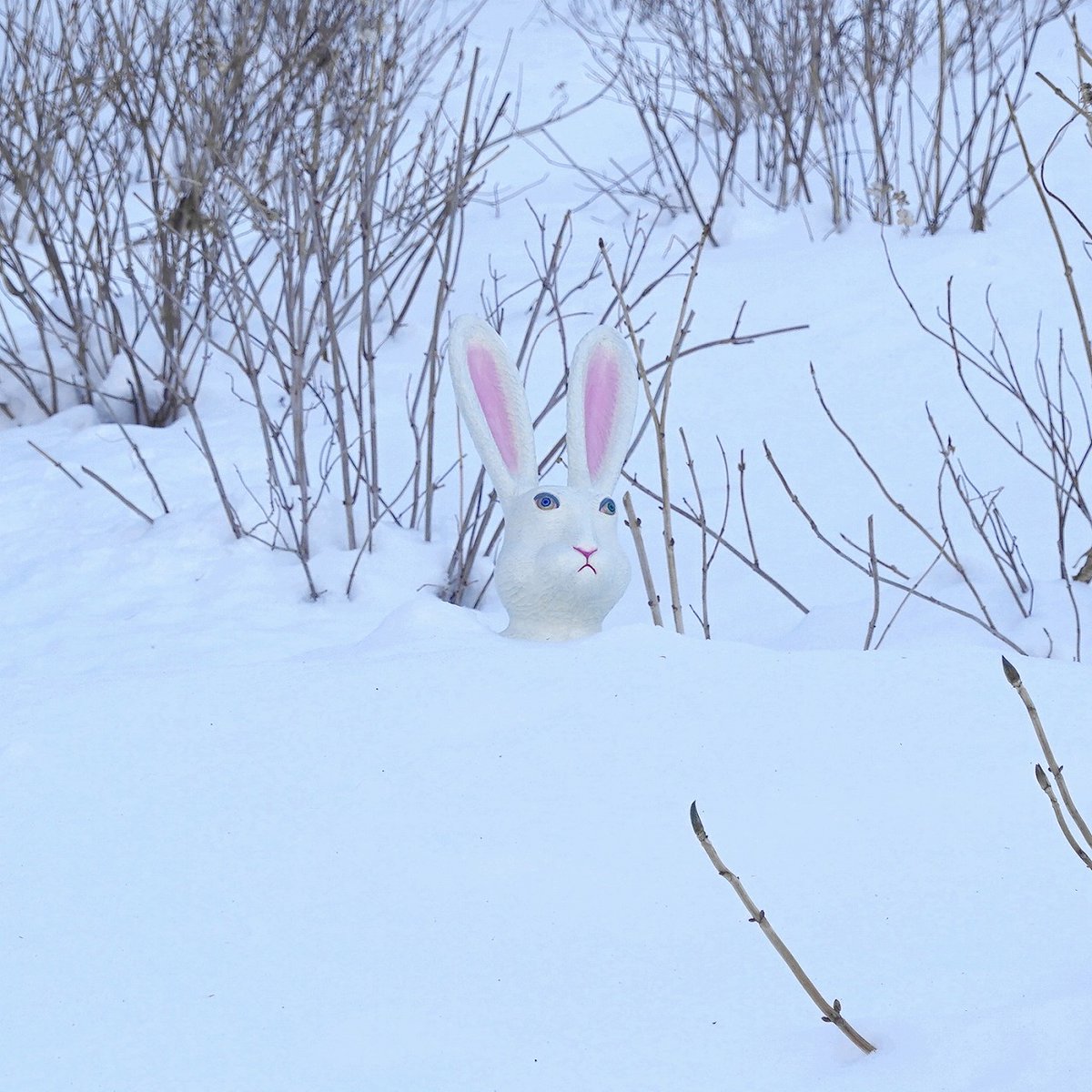 肩まで雪におおわれたウサギ🐇 #三沢厚彦アニマルズ 今日から2月