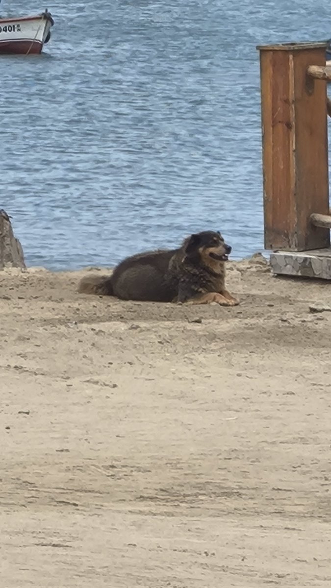 3HuntLe0's tweet photo. Vi un perrito gordito todo feliz y le tome una foto. https://t.co/HcMZf5qXNh