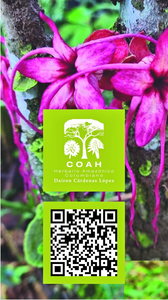 InstitutoSINCHI's tweet photo. 🌱 Así la ciencia aporta a la conservación de la Amazonia colombiana.
👉 Escanea los QR y recorre la biodiversidad desde la ciencia.
#FAUNAM #CIACOL #COMAC #COAH #BIOFILIA #INSTITUTOSINCHI https://t.co/C721LSLZ5A
