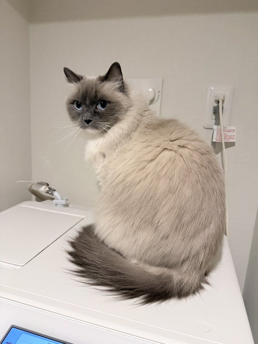 本日は濃いめキャットおもち🐱
#猫 #メインクーン #ラグドール #cats