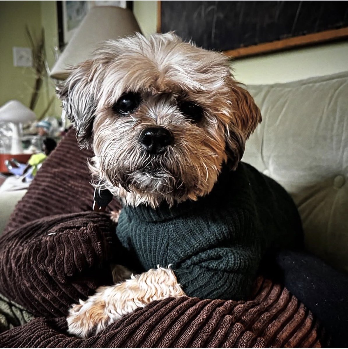 The Bad Seed 9015 tweet media