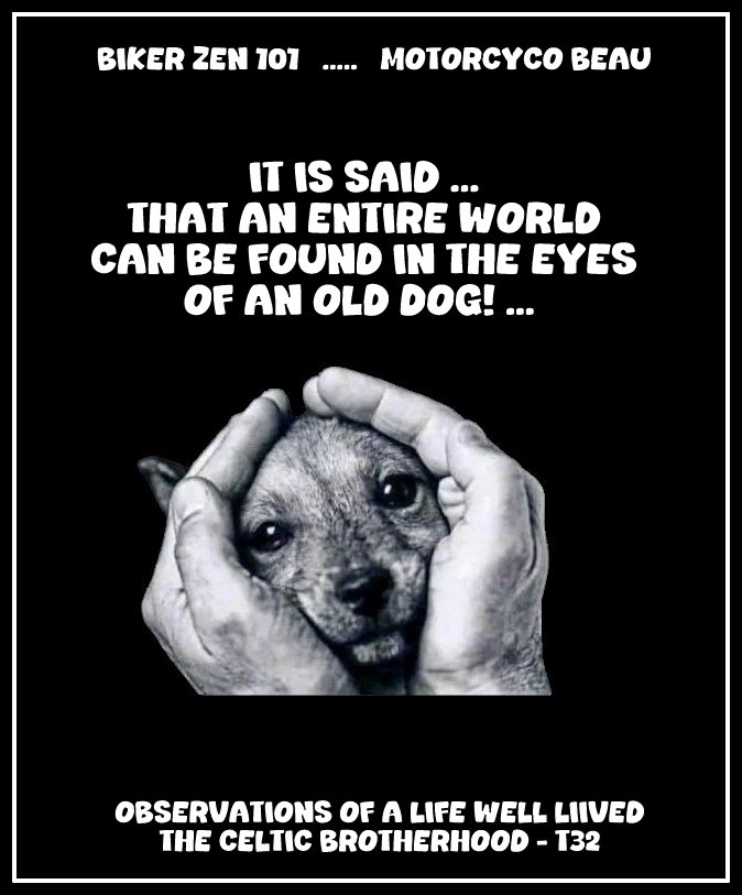 Protect Dogs They Are God's Gift To Mankind.