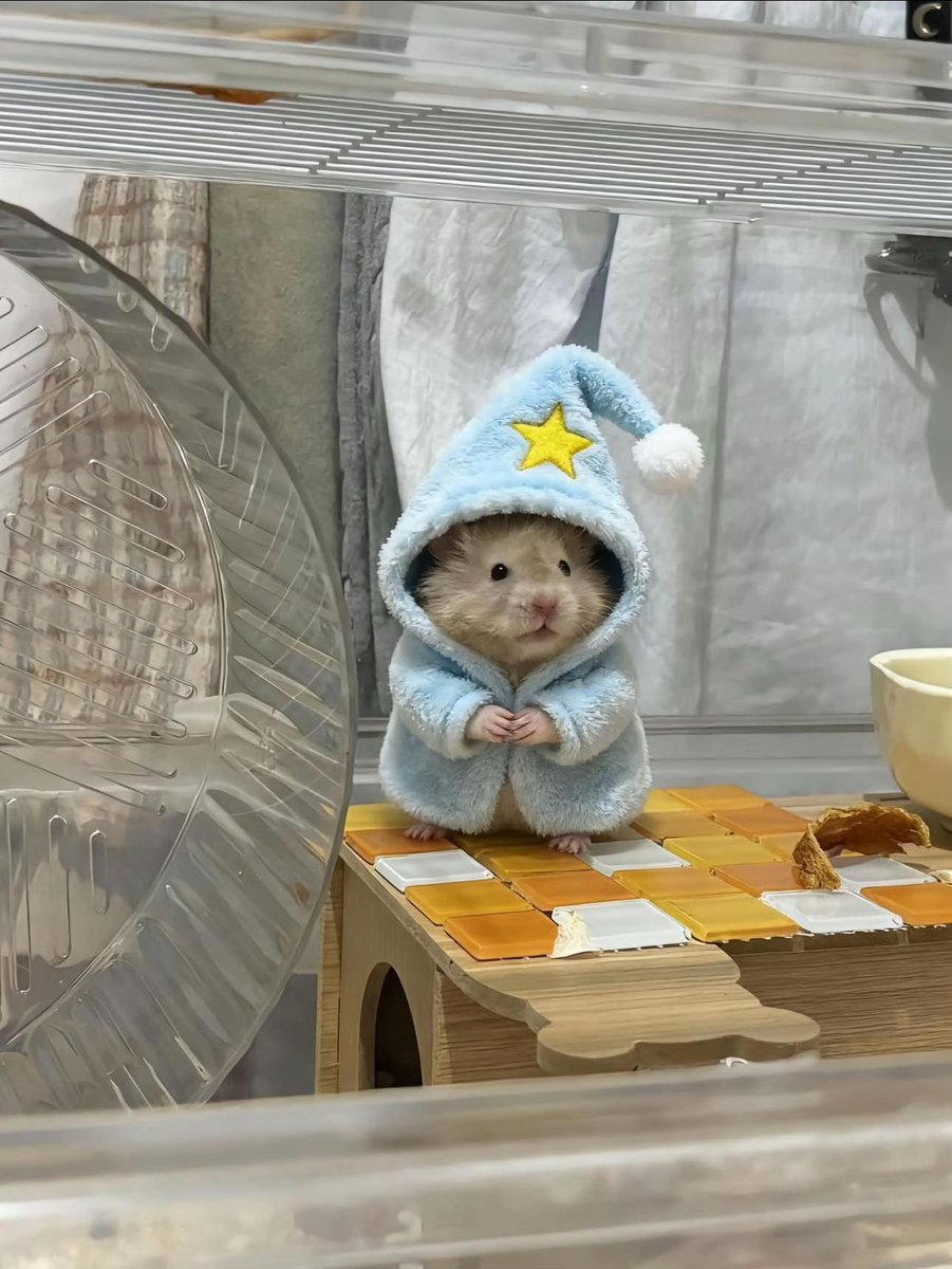 TweetsOfHamster's tweet photo. https://t.co/C8B2XHQZGC