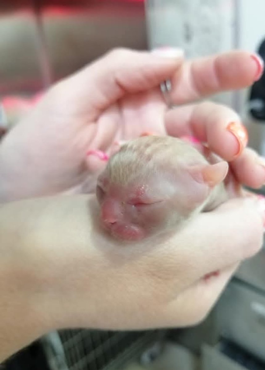 PatssyPatt_'s tweet photo. Ayuden x fa!!!

Debo abonar a la vet son 
$120.000 cesarea 
$80.000 x 2 dias hospital 24 hrs (x empezar)
Leche royal canin baby cat URGENTE 

ME URGE PAGAR CIRUGIA X FAVOR!

CUENTA VISTA 
BANCO SANTANDER 
7059026547
PATRICIA DELGADO 
15.349.566-1 
patitadelgado72@gmail.com https://t.co/fvQCjO135u