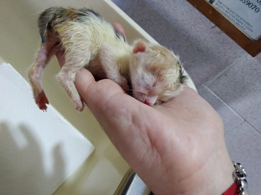 PatssyPatt_'s tweet photo. Ayuden x fa!!!

Debo abonar a la vet son 
$120.000 cesarea 
$80.000 x 2 dias hospital 24 hrs (x empezar)
Leche royal canin baby cat URGENTE 

ME URGE PAGAR CIRUGIA X FAVOR!

CUENTA VISTA 
BANCO SANTANDER 
7059026547
PATRICIA DELGADO 
15.349.566-1 
patitadelgado72@gmail.com https://t.co/fvQCjO135u