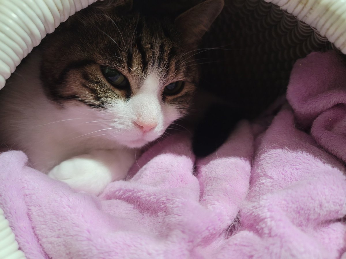 ͟͟͞┏┛豆助┗┓ (@mamesuke524) / Posts / X