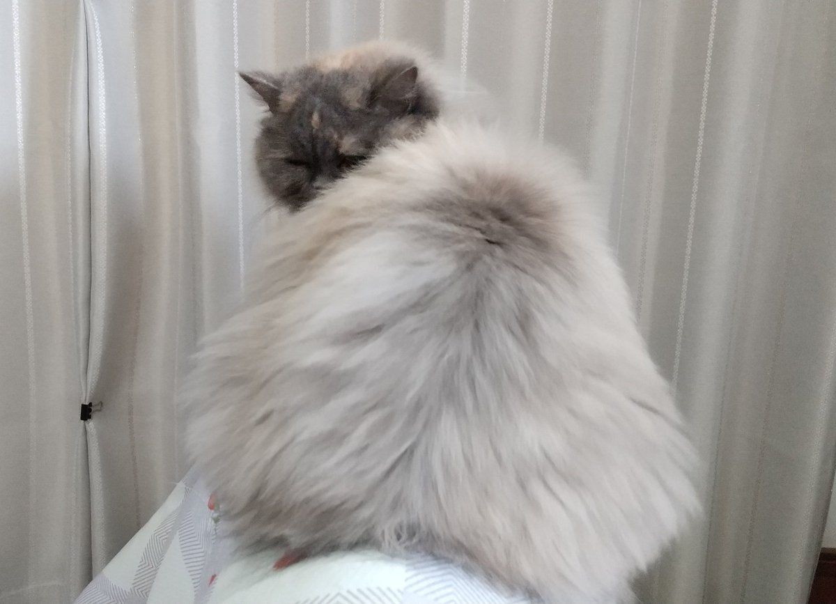 Pちゃん (@pchan_ny3) / Posts / X