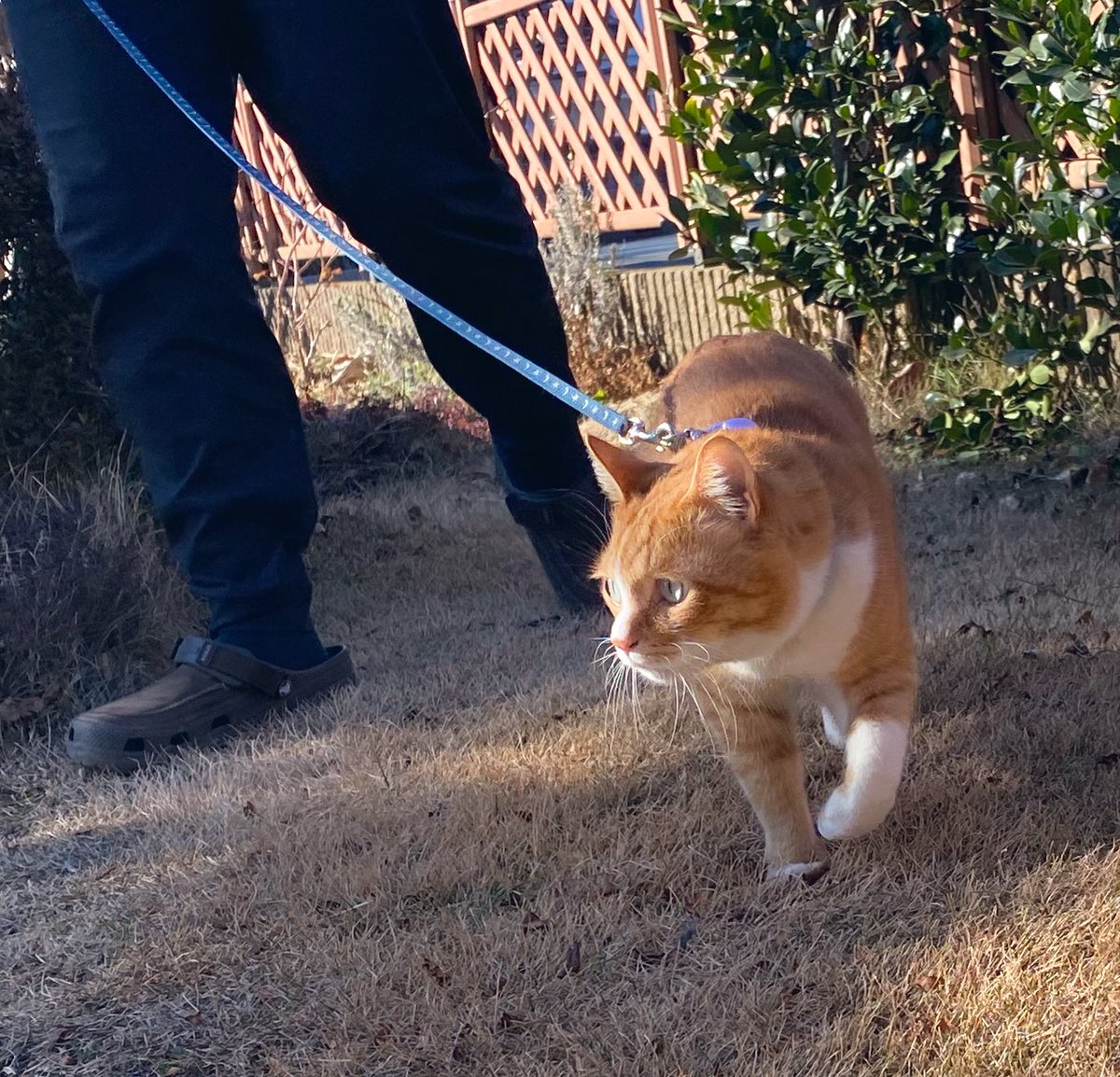 ハチ (@happy_pawsome) / Posts / X