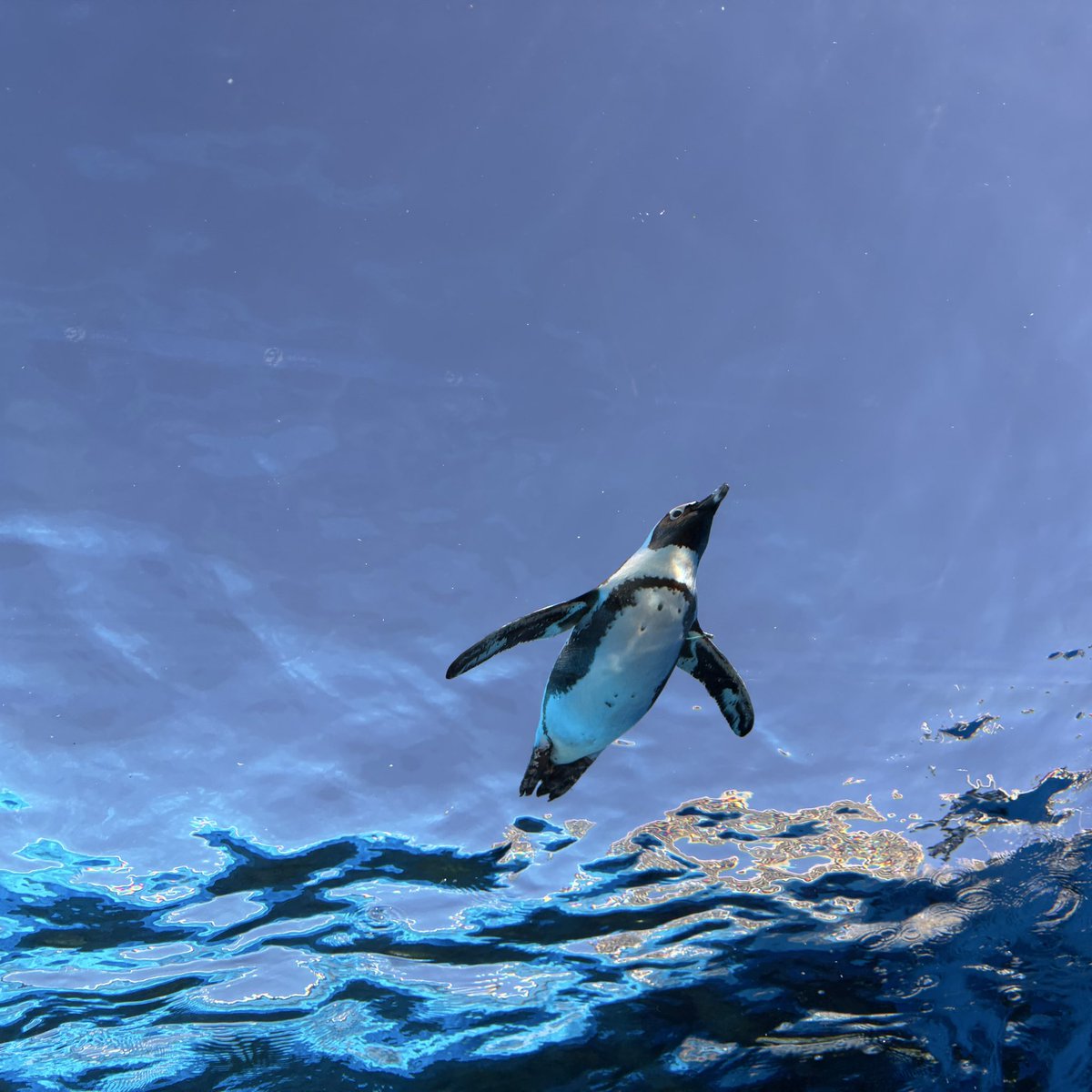 昨日は水族館にいました 空飛ぶペンギン上手に撮れた٩( ᐛ )و