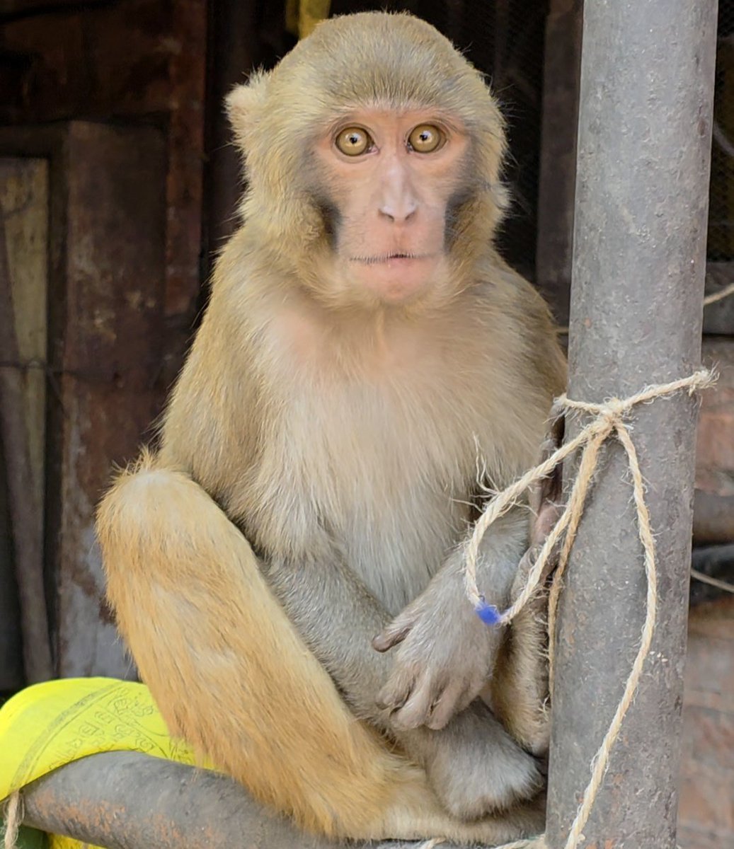 Mohan_P_Joshi's tweet image. Look into my eyes—
they’re not mine.

They belong
to the miracle
of existence.

#poetry #mystic #Awareness