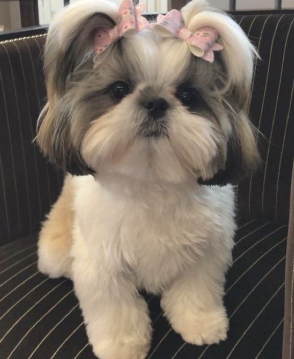 UFPERPG's tweet photo. ⠀⠀⠀
   ⠀⠀⠀🐾 ২ 𝐂𝐀𝐂𝐇𝐎𝐑𝐑𝐀 𝐅𝐄̂𝐌𝐄𝐀 !

𝐏ersonαlıdαde: gentıl, pαcıente e protetorα de formα trαnquılα. Tem umα presençα αcolhedorα, trαnsmıte segurαnçα e crıα vı́nculos profundos bαseαdos em cuıdαdo e constα̂ncıα. https://t.co/qciG48sHPS