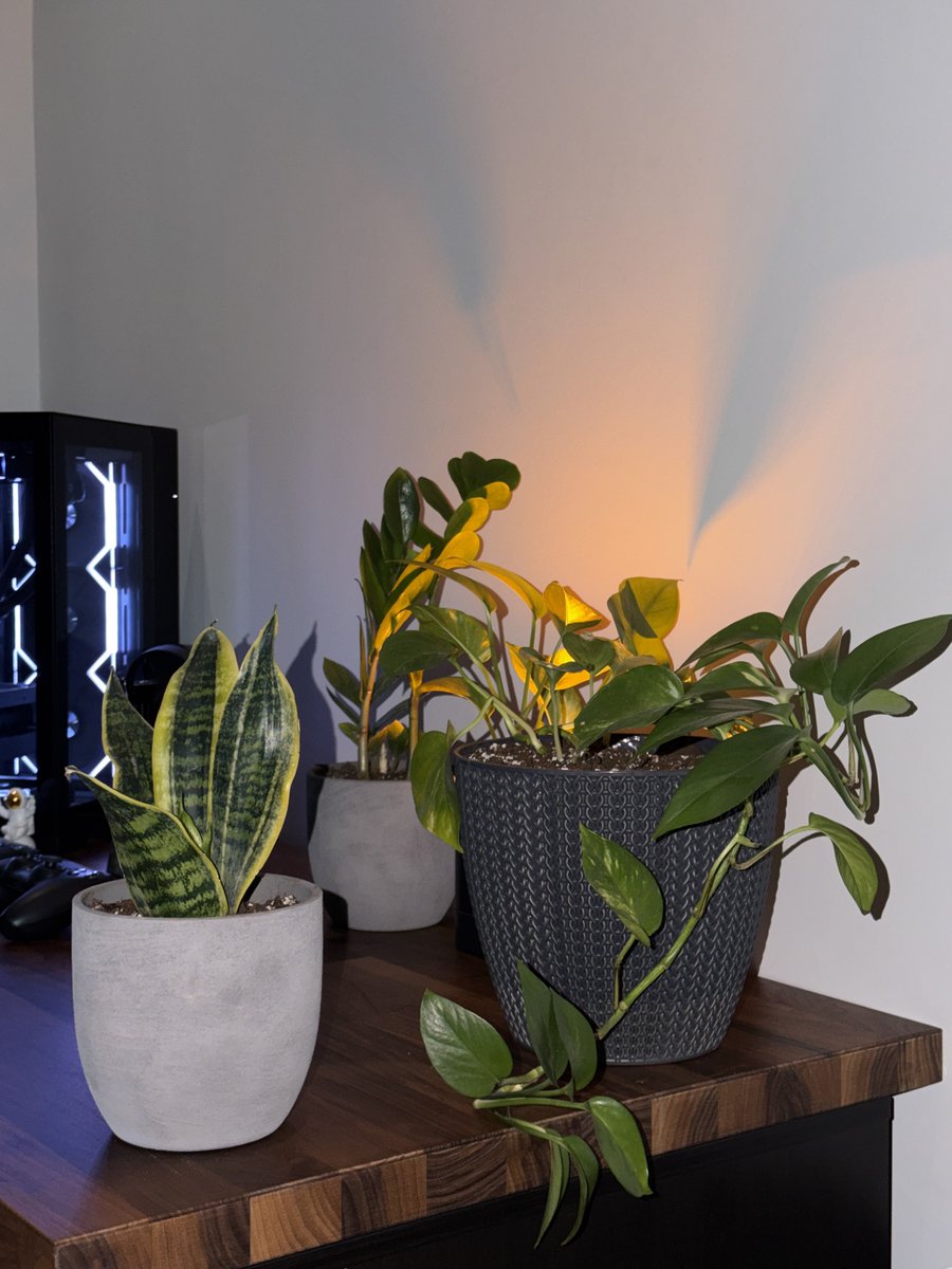 ALIENOx7's tweet photo. setup update 🌿
added more plants https://t.co/lN3Rt8qHo7