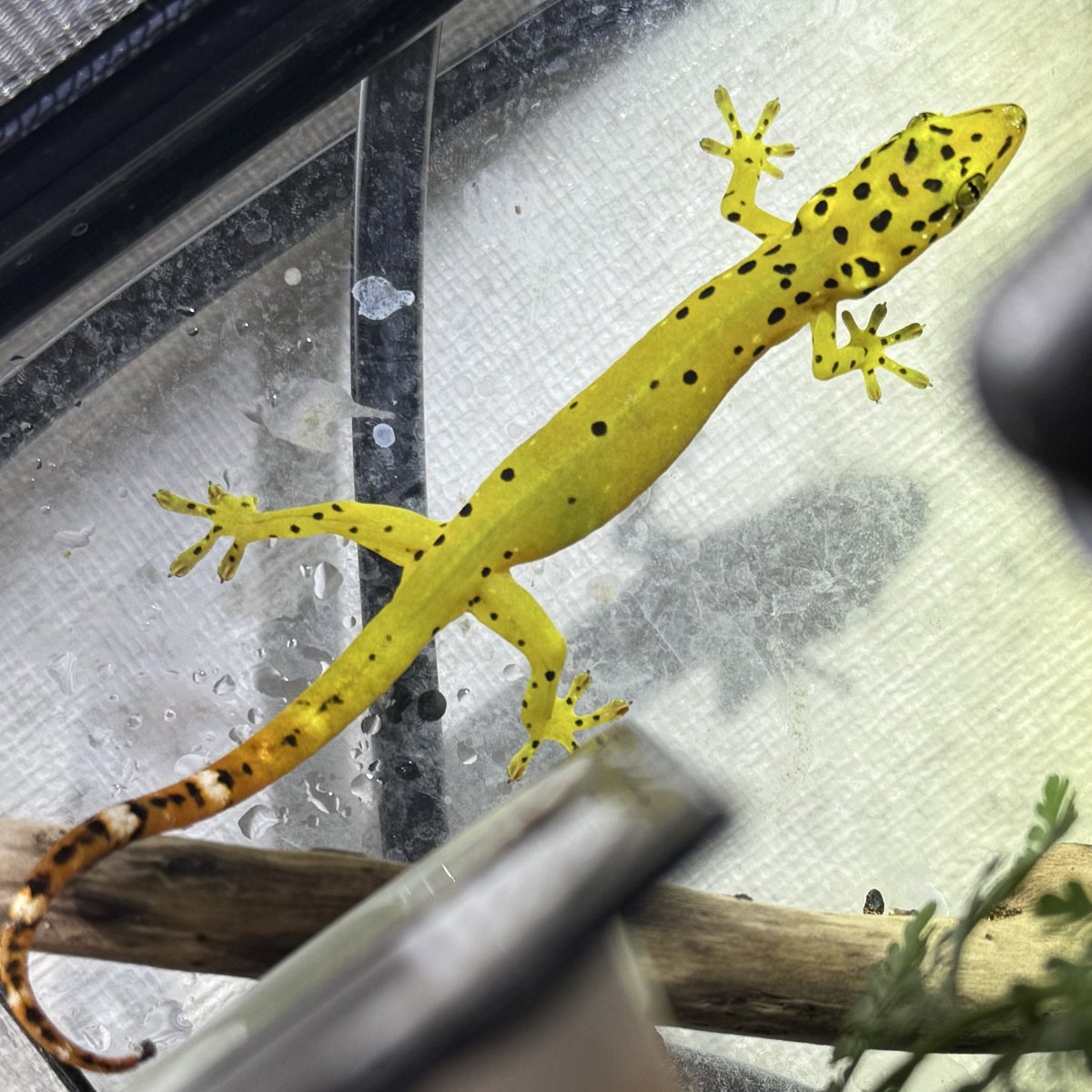 レビス tweet media