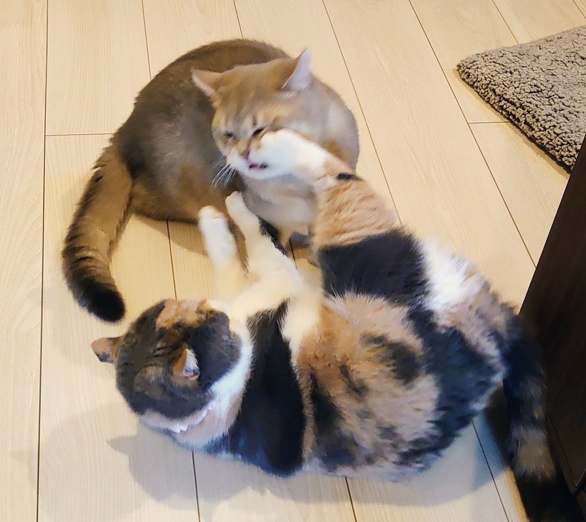pokomanjyu's tweet photo. 毎日コレ🐈🐈 https://t.co/om3uanzP3C