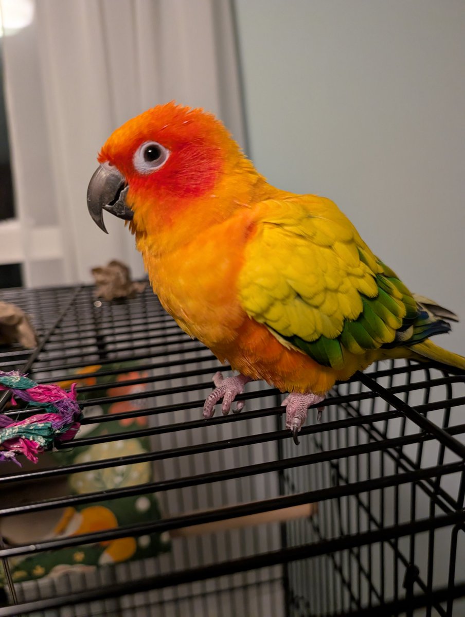 RandomCrap12's tweet photo. Shotzi Lovebug hopes all of her friends affected by this cold weather are staying warm tonight! She lives indoors 24/7/365 so she did not need to be brought in https://t.co/kbUd56rXAQ